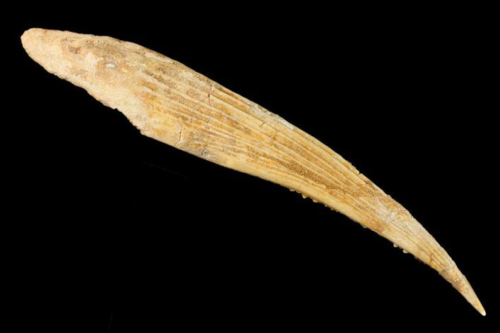 Fossil Shark (Hybodus) Dorsal Spine - Morocco #145372